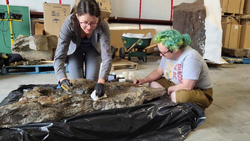 nuevo anquilosaurio Ruopodosaurus descubierto en Canadá