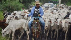 Inundaciones en Beni afectan al ganado
