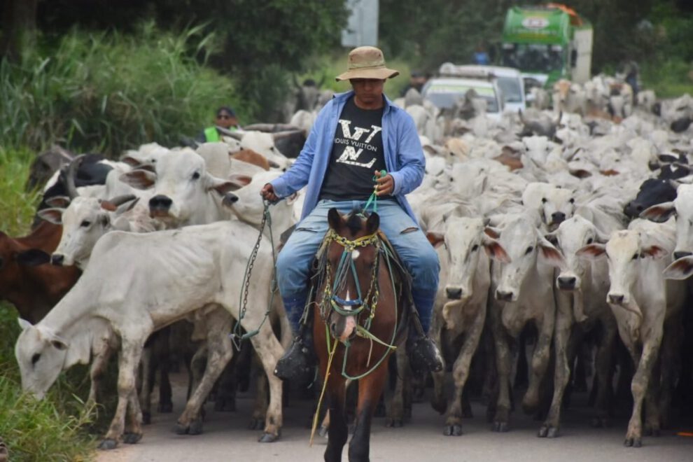 Inundaciones en Beni afectan al ganado