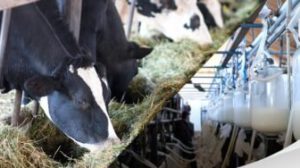 Aumento precio leche a Bs 6 por litro