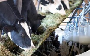 Aumento precio leche a Bs 6 por litro