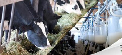 Aumento precio leche a Bs 6 por litro