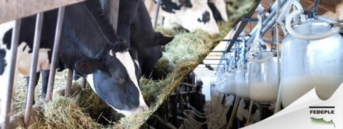 Aumento precio leche a Bs 6 por litro