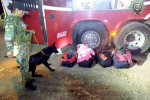 Felcn intercepta marihuana gracias al can antidrogas Tango