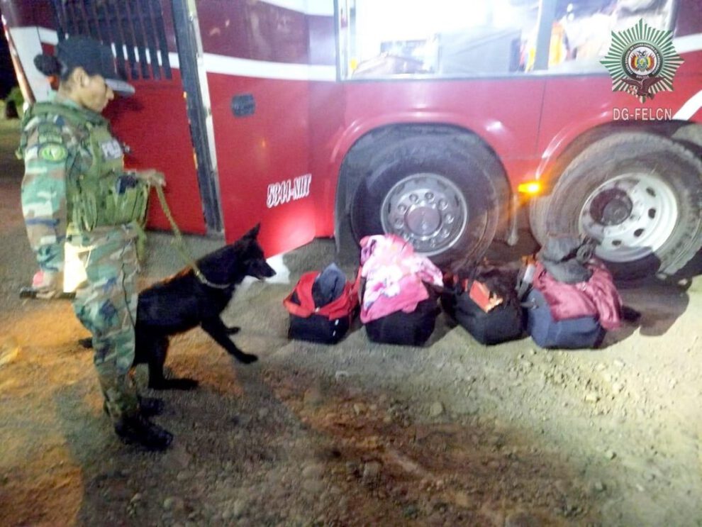 Felcn intercepta marihuana gracias al can antidrogas Tango