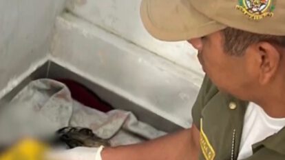 Envenenamiento de perros en Cochabamba