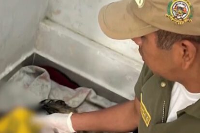 Envenenamiento de perros en Cochabamba