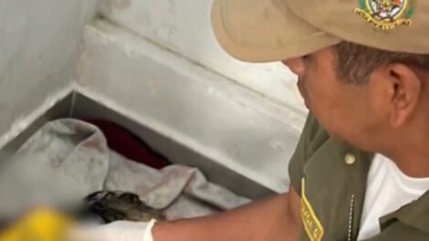 Envenenamiento de perros en Cochabamba