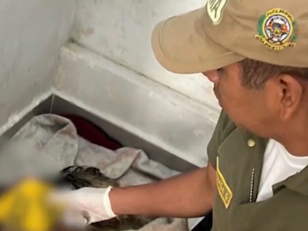 Envenenamiento de perros en Cochabamba