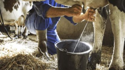 Crisis lechera: escasez de insumos y costos descontrolados amenazan producción