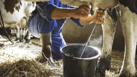 Crisis lechera: escasez de insumos y costos descontrolados amenazan producción