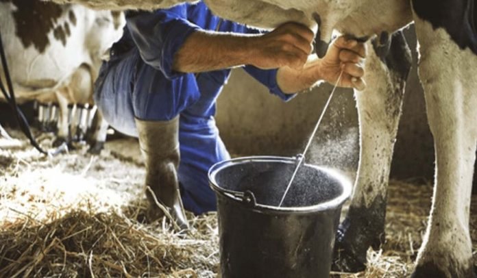 Crisis lechera: escasez de insumos y costos descontrolados amenazan producción