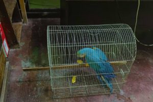 Rescatan aves silvestres en operativo contra el tráfico ilegal