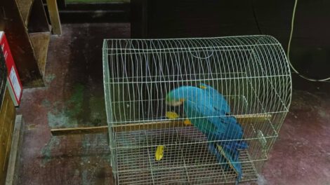 Rescatan aves silvestres en operativo contra el tráfico ilegal