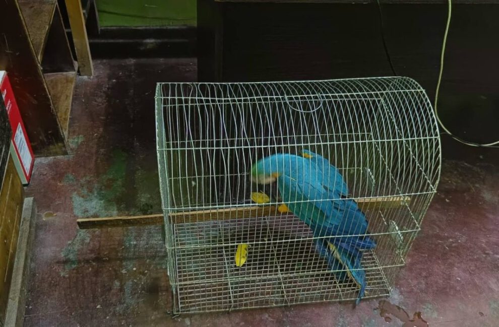 Rescatan aves silvestres en operativo contra el tráfico ilegal