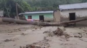 mazamorra en Apolo