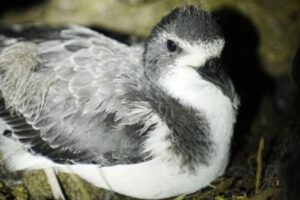 Petrel en peligro crítico en Galápagos