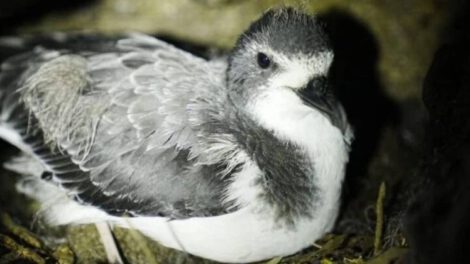 Petrel en peligro crítico en Galápagos