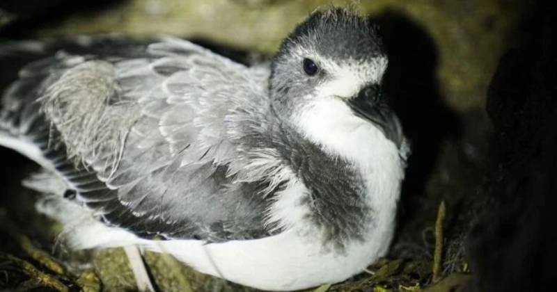 Petrel en peligro crítico en Galápagos