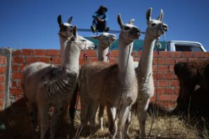 Sarcocistiosis en camélidos