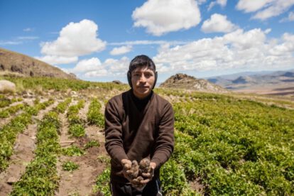 Diversidad de papas nativas en Bolivia