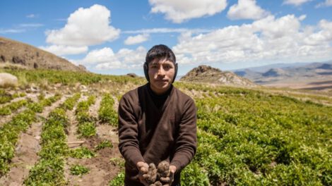 Diversidad de papas nativas en Bolivia