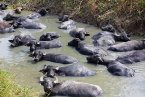 Crianza de búfalos en Bolivia