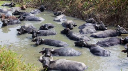 Crianza de búfalos en Bolivia
