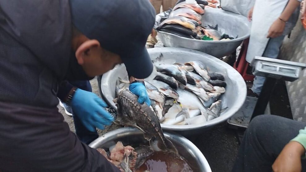 Intendencia de Cochabamba incauta pescado en mal estado