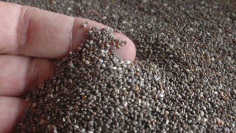 exportaciones de chía a mercado chino