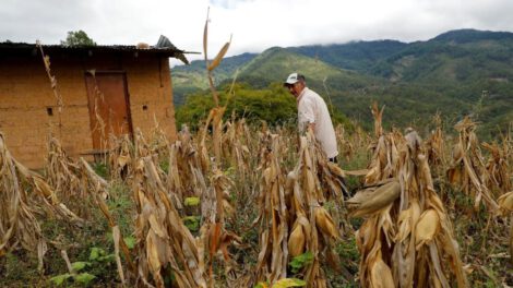 Día de la Tierra en Honduras con campesino en milpa afectada