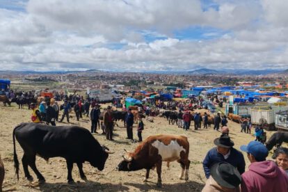 Feria Ganadera de Pascua en Sucre supervisada por Senasag