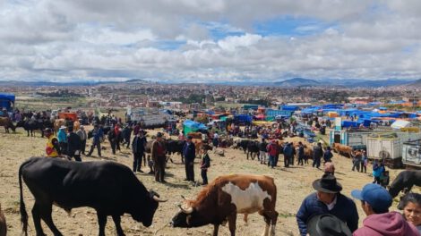 Feria Ganadera de Pascua en Sucre supervisada por Senasag
