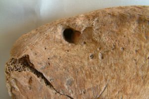 esqueleto de gladiador con marcas de mordedura de felino