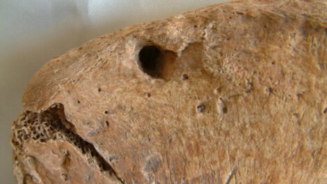 esqueleto de gladiador con marcas de mordedura de felino