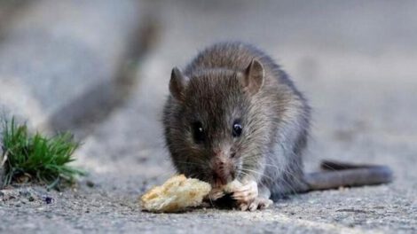 Hantavirus en Bolivia