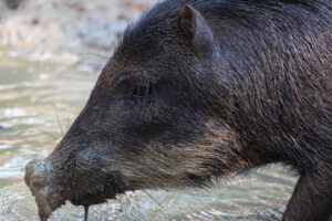 Chancho salvaje muerde a hombre en Challacollo
