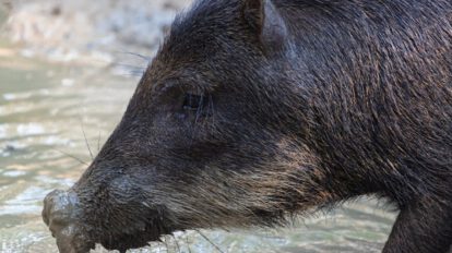 Chancho salvaje muerde a hombre en Challacollo