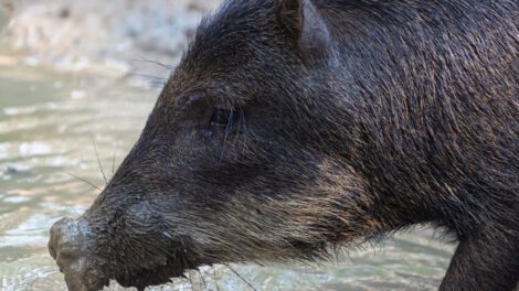 Chancho salvaje muerde a hombre en Challacollo