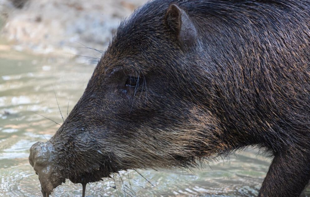 Chancho salvaje muerde a hombre en Challacollo