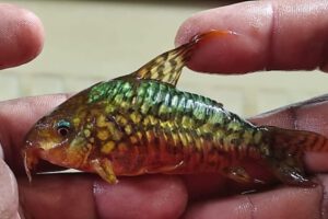 Tráfico ilegal de vida silvestre en Beni