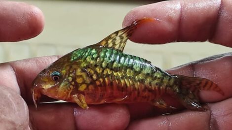 Tráfico ilegal de vida silvestre en Beni