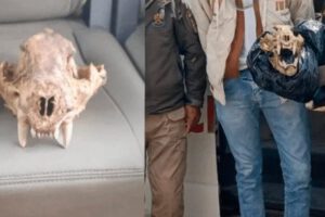 Tráfico de vida silvestre en El Alto