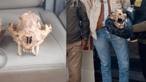 Tráfico de vida silvestre en El Alto