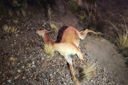 Chofer muere al volcar su camioneta tras atropellar a una vicuña