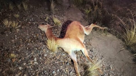 Chofer muere al volcar su camioneta tras atropellar a una vicuña