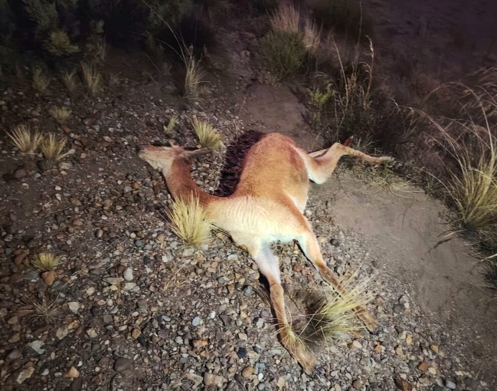 Chofer muere al volcar su camioneta tras atropellar a una vicuña