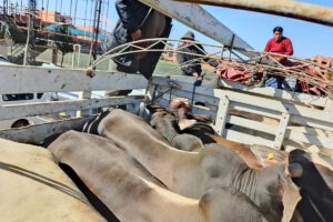 Contrabando en La Paz: CEO-LCC comisa ganado y carne