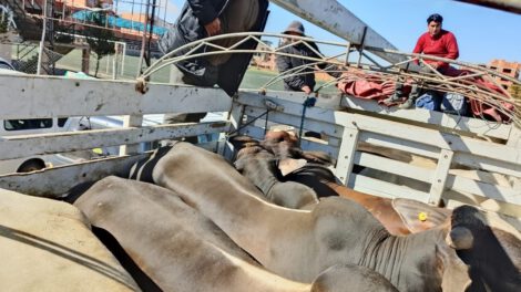 Contrabando en La Paz: CEO-LCC comisa ganado y carne