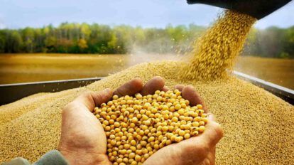 exportación de soya autorizada por el Gobierno